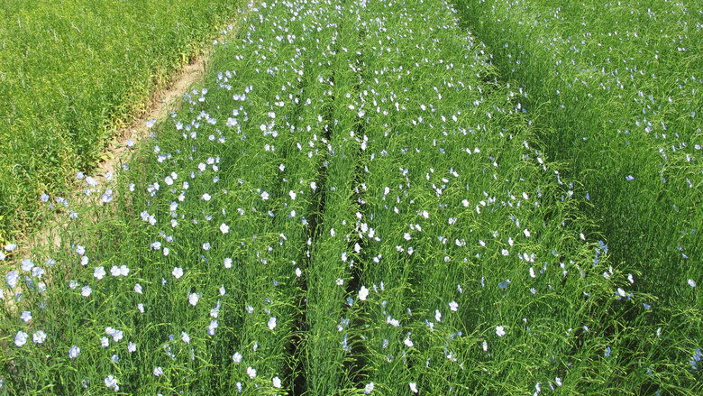 Faserlein_05.06.24_2_Trossin