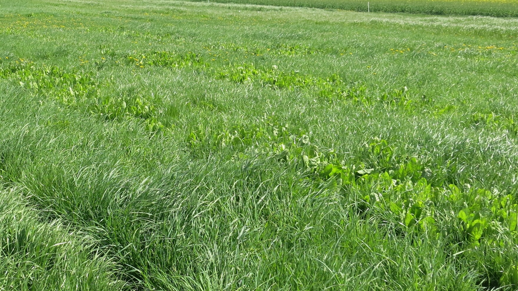 Fachbezogene Projekte Futterbau Landwirtschaft sachsen.de