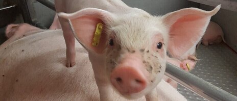 Ferkel