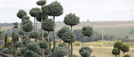 Marienkäfer auf Apfelblüte