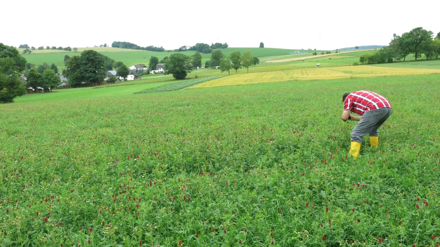 ein Mann fotografiert in einem Ackerfutterfeld den Bestand