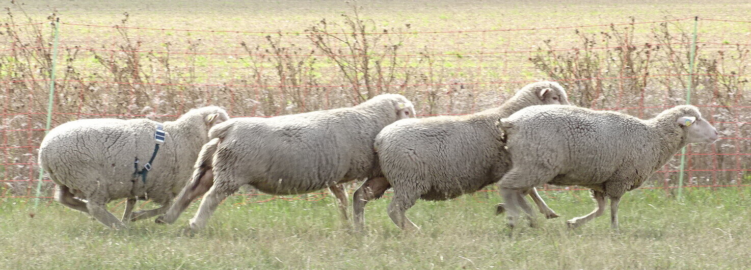 GPS-Tracker mit Solarzelle am Schaf auf der Weide