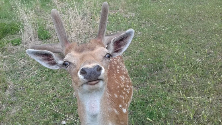 Damwildhirsch