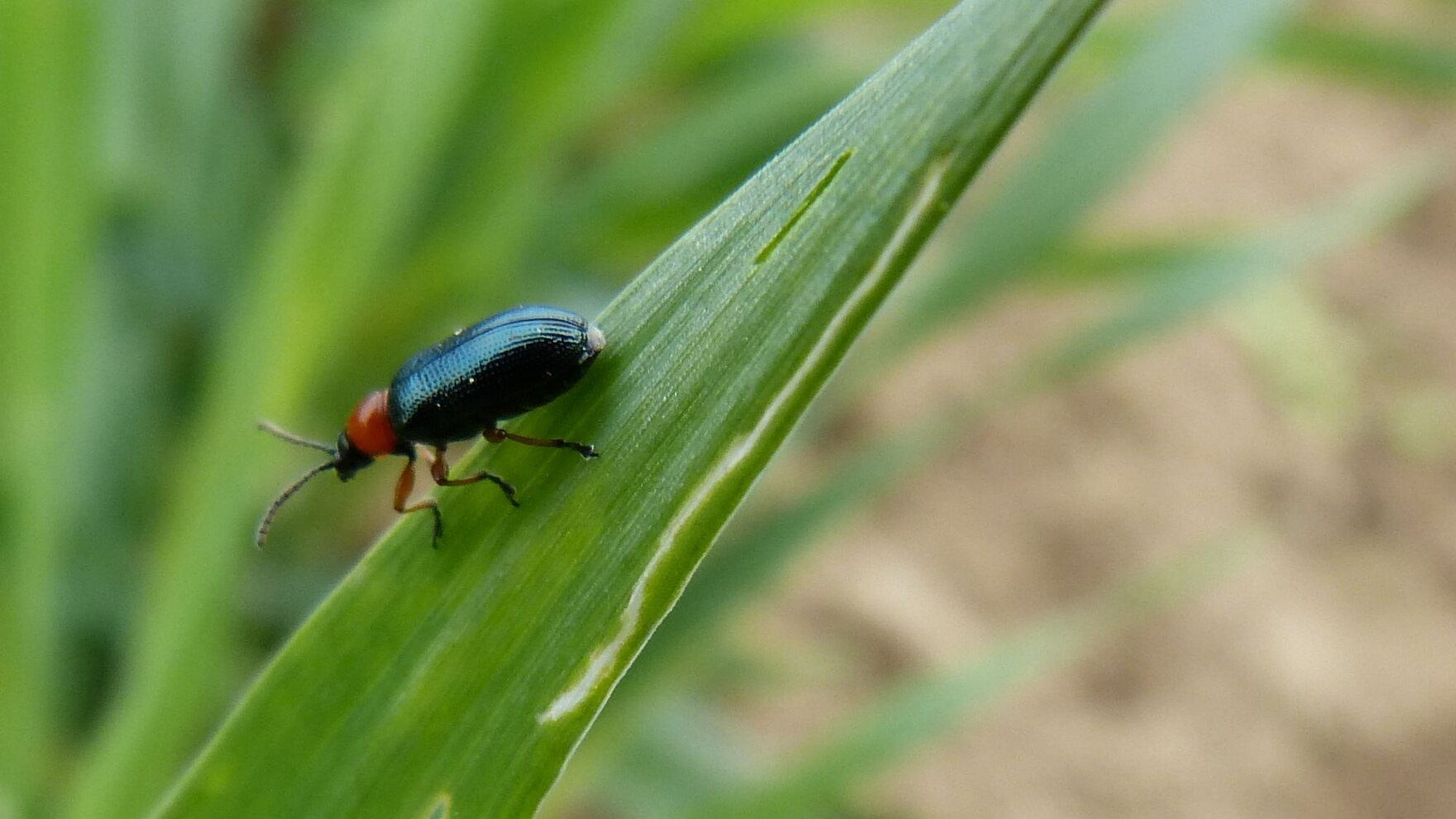 Getreidehähnchen