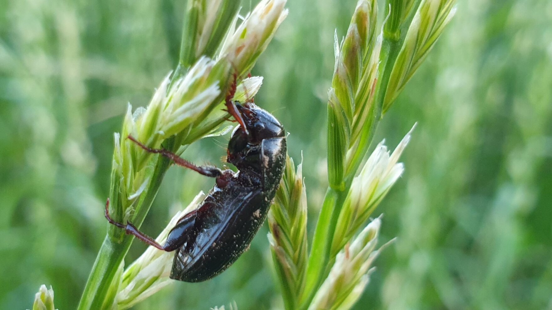 Getreidelaufkäfer