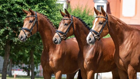Die drei edlen, dreijährigen Jungstuten Leandra, Palucca und Noblesse stammen aus der Zucht des Hauptgestütes Graditz.