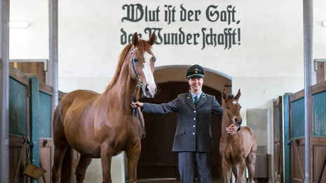 Der Ausspruch von Graf Lehndorff »Blut ist der Saft, der Wunder schafft!« ziert den Durchgang im Graditzer Stutenstall. Der Ausspruch von Graf Lehndorff »Blut ist der Saft, der Wunder schafft!« ziert den Durchgang im Graditzer Stutenstall.