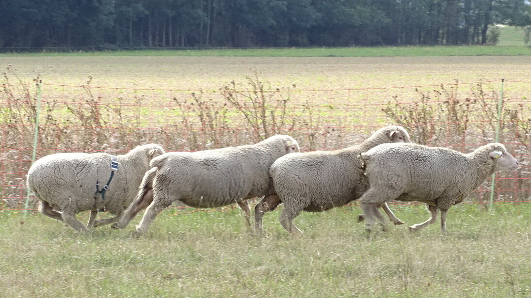 Schafe auf Weide