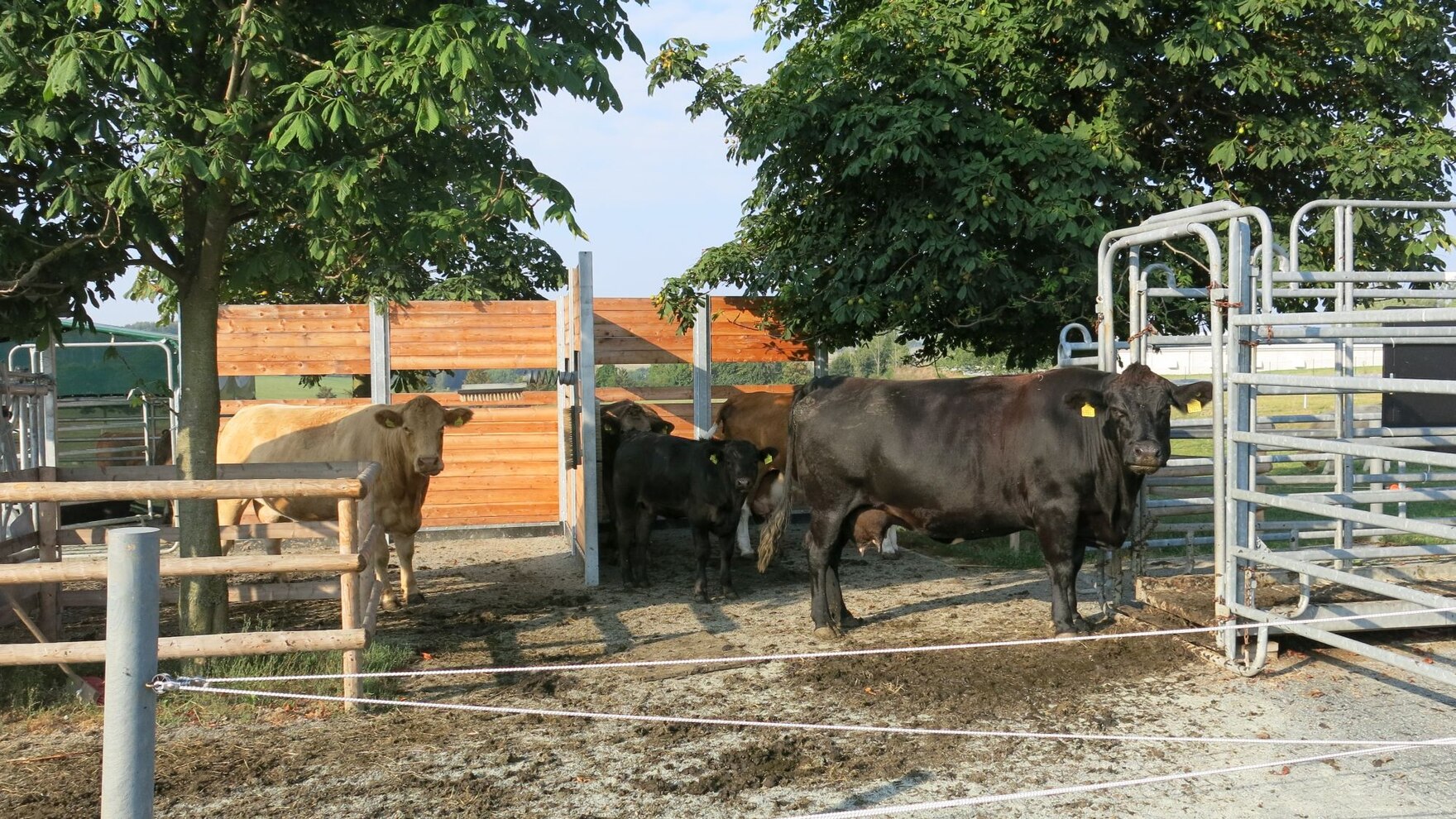 Weidezentrale mit Tieren auf der Versuchsfläche in Christgrün