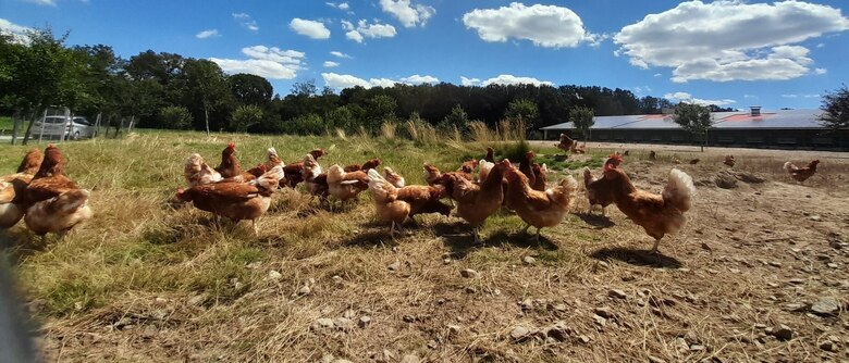 Legehennen im Freiland