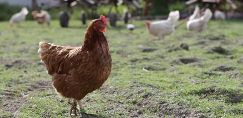 Im Vordergrund ein braunes Huhn, im Hintergrund mehrere weiße Hühner.