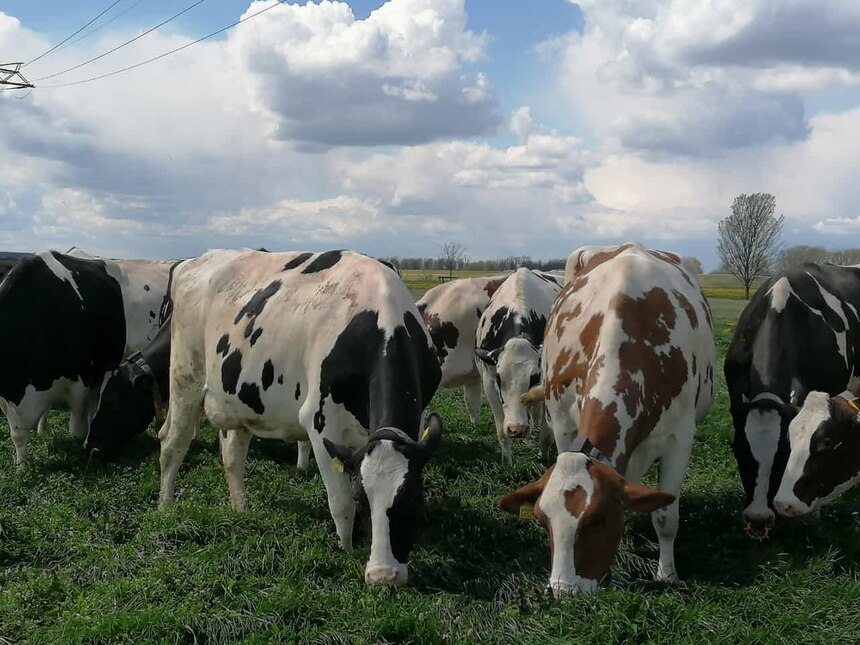 Milchviehkühe auf der Weide