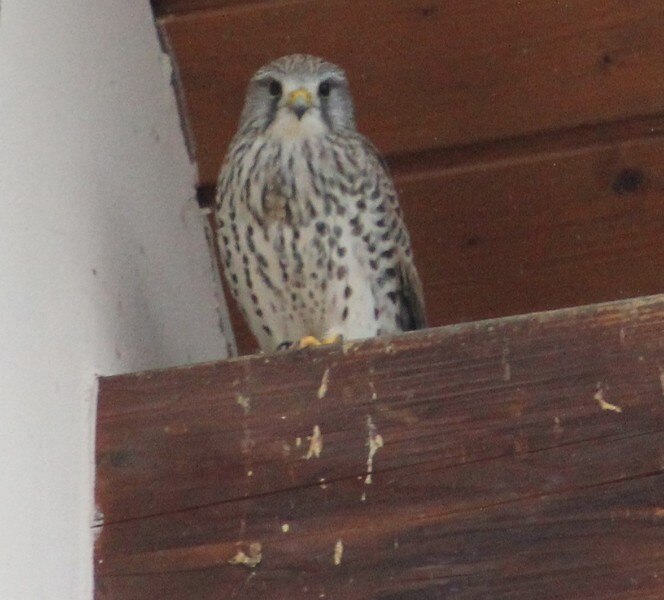 Turmfalke am Köllitscher Gutsgebäude