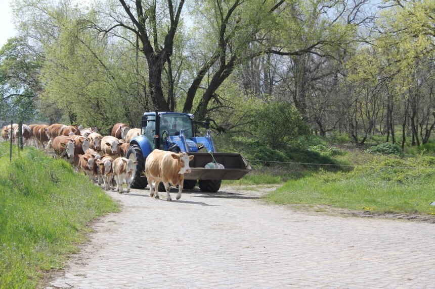 Umtrieb der Fleckviehfleischrindherde