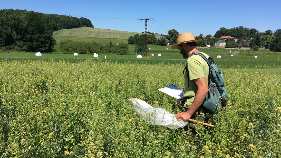 Wildbienenexperte Dr. Andreas Scholz bei der Arbeit
