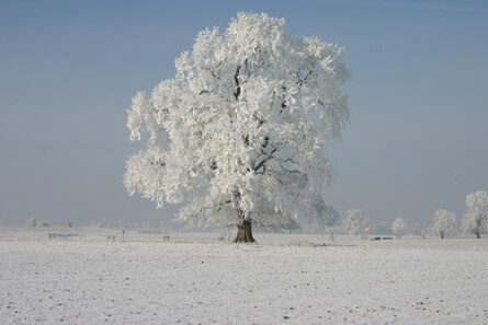 Winterbaum