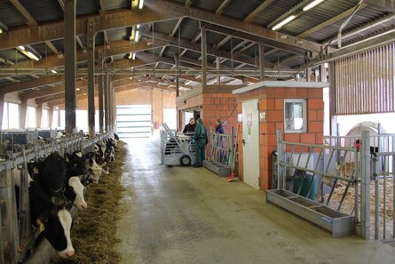 Blick in den Kälberstall