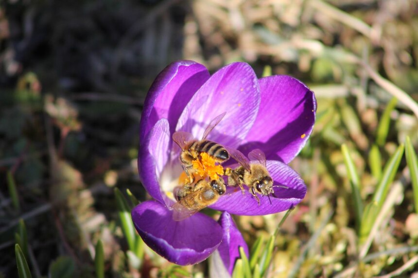 Bienen am Krokuss