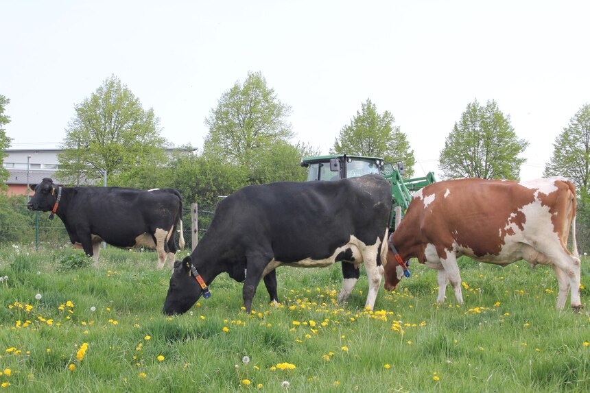 Trockensteher auf der Weide