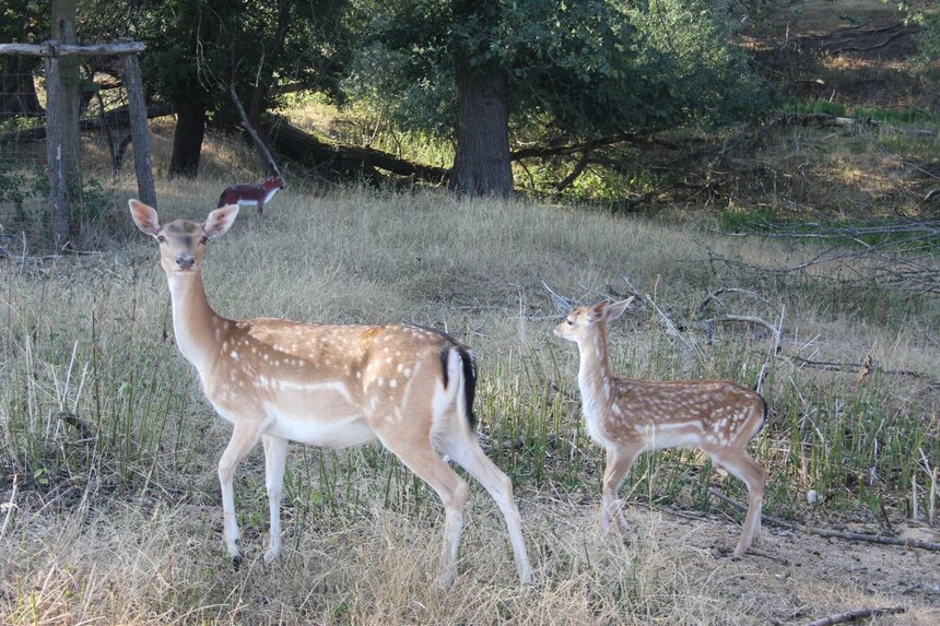 Alttier mit Damwildkalb