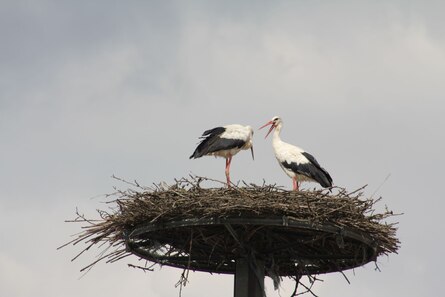 Weißstorchpaar auf dem Horst in Köllitsch