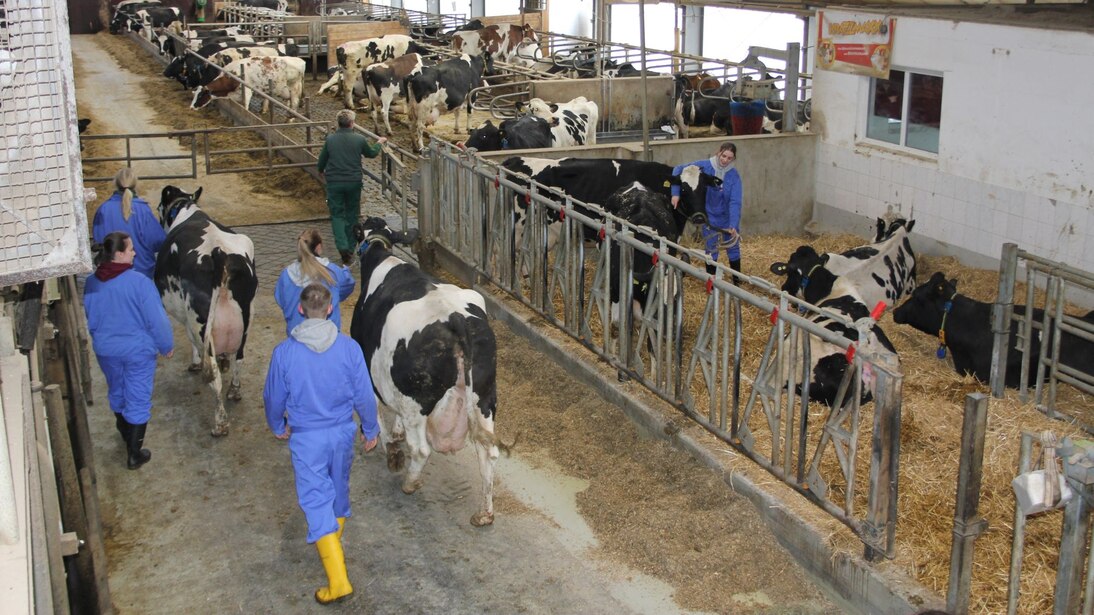 Ausbildung Milchrinderstall