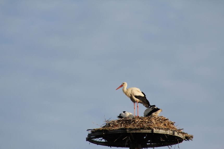 Altstorch mit 2 Jungstörchen im Horst