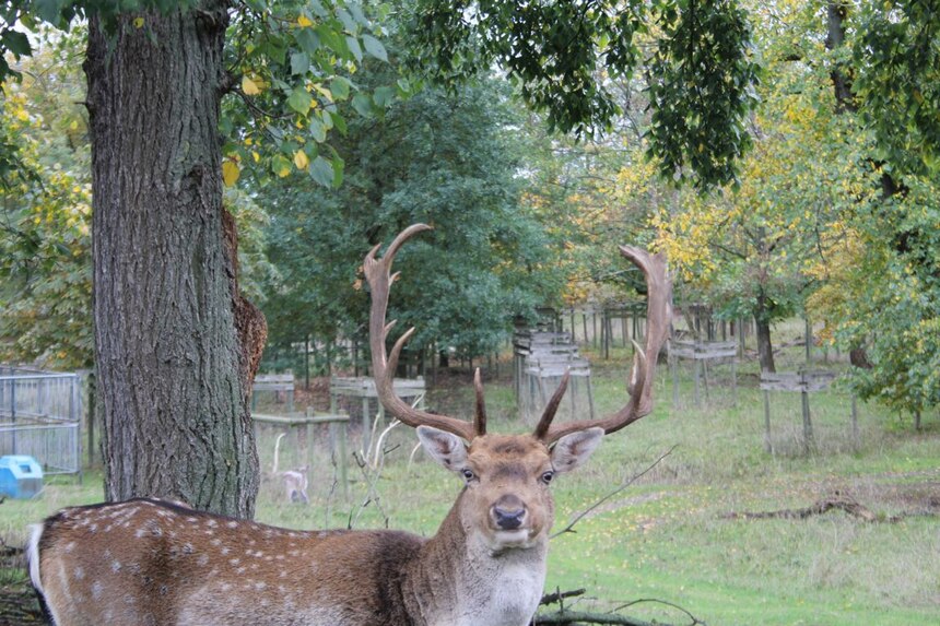 Alter Damwildhirsch