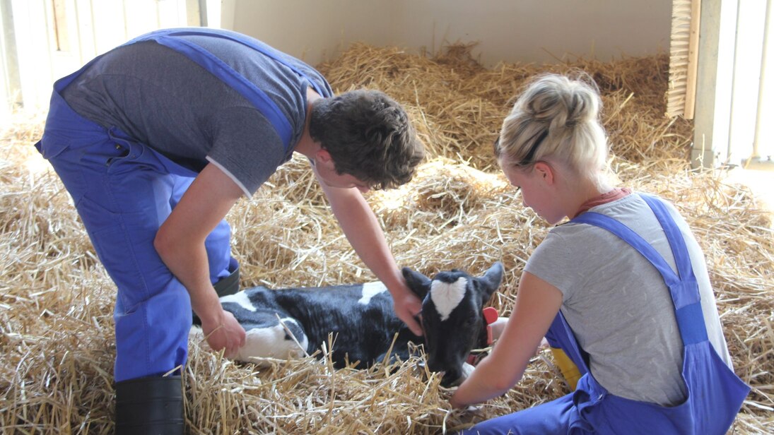 Ausbildung Milchrinderstall
