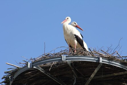 Weißstorchpaar auf seinem Horst in Köllitsch