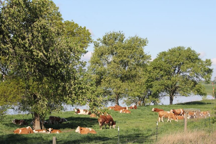 Fleckviehmutterkuhherde auf dem Auegrünland an der Elbe