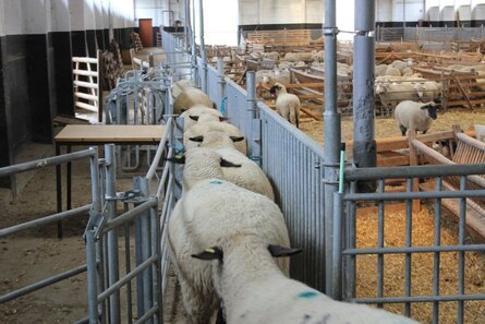 Schafe gehen zurück in den Schafstall