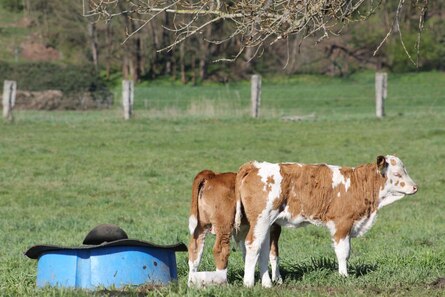 Fleckviehkalb auf der Elbweide