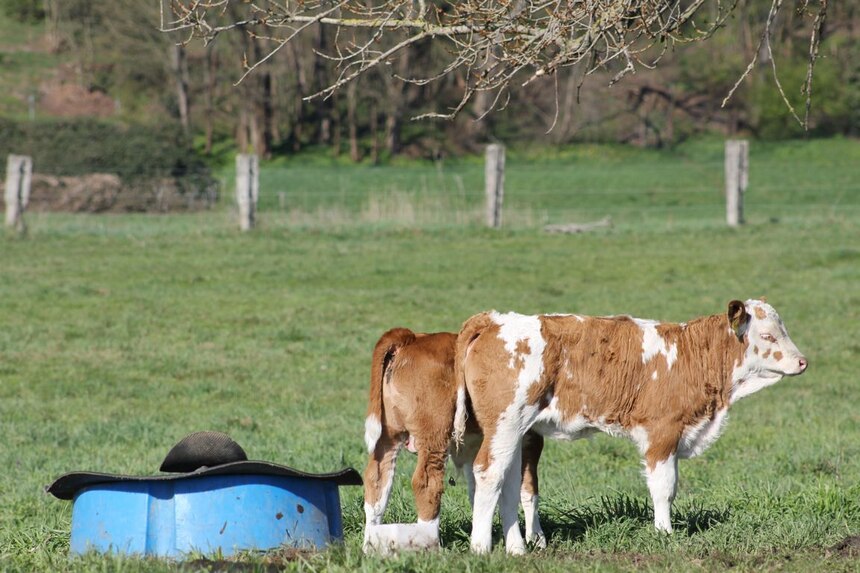 Fleckviehkalb auf der Elbweide