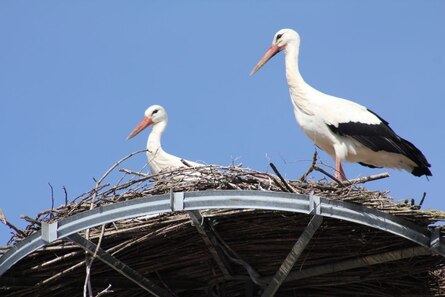 Störche in ihrem Horst