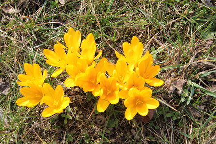 Krokusse in Köllitscher Bienengarten