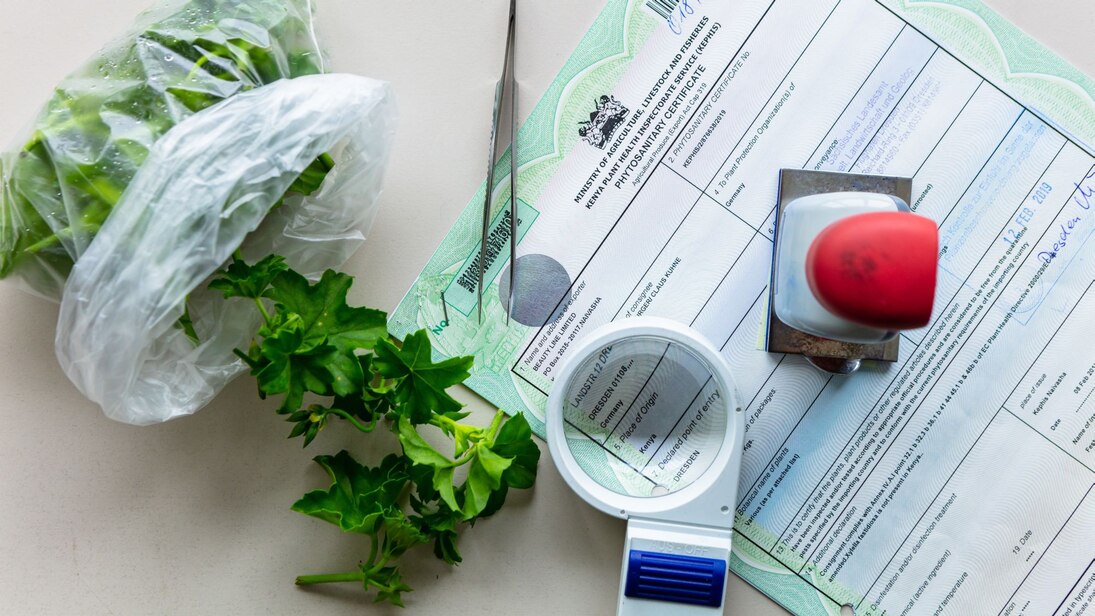 Importierte Stecklinge werden untersucht und ein Pflanzengesundheitszeugnis wird ausgestellt.