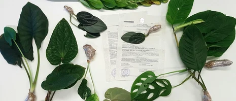 Importierte Jungpflanzen mit Pflanzengesundheitszeugnis