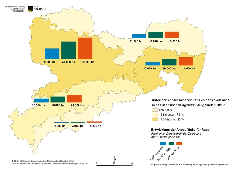 Der Rapsanbau hat sich seit 1996 in Sachsen verdoppelt. Der Anstieg ist zu mehr als 2/3 in den ackerbaulichen Gunstlagen. Seit einigen Jahren sind die Anbauumfänge mit 18% relativ konstant, wobei dies in den Regionen zwischen 14 und 20 % variiert.