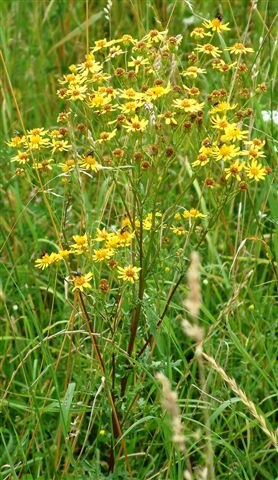 Abbildung eines Jakobs-Kreuzkrautes (Senecio jacobaea)