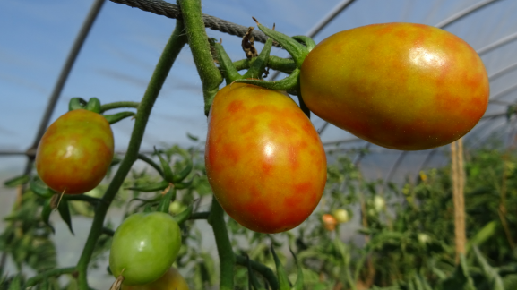 Symptome des Jordanvirus an Tomaten
