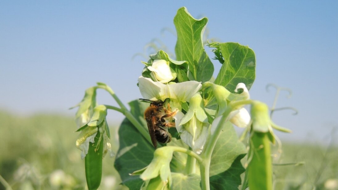 Junilanghornbiene an einer blühenden Erbsenpflanze