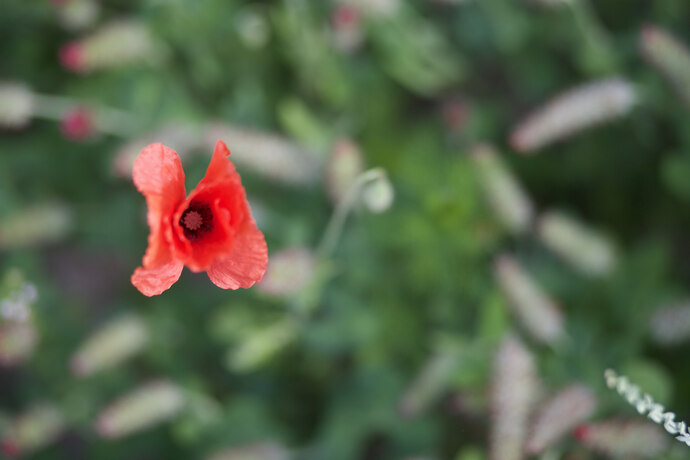 Mohnblume im Getreidefeld