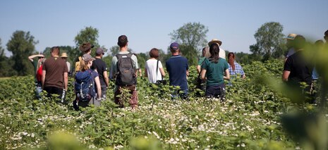 Gruppe in Feld