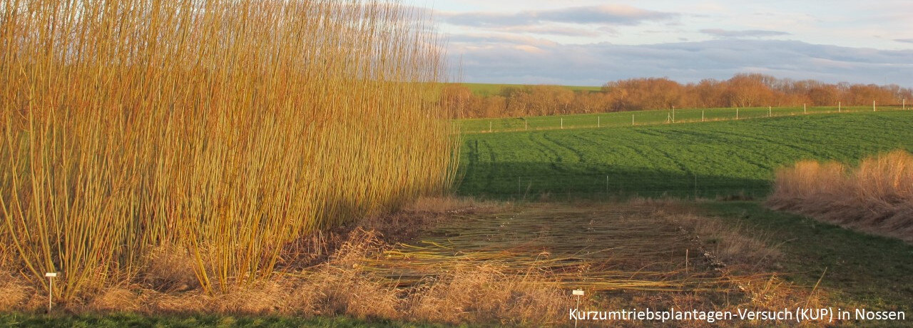 Kurzumtriebsplantagen-Versuch (KUP) in Nossen