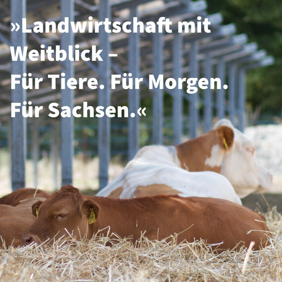 Kälber schlafen im Stroh unter der PV-Anlage mit Text „Landwirtschaft mit Weitblick – Für Tiere. Für Morgen. Für Sachsen.“
