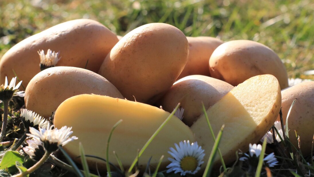 Kartoffeln mit Gänseblümchen