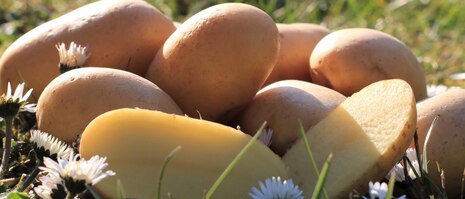 Kartoffeln mit Gänseblümchen