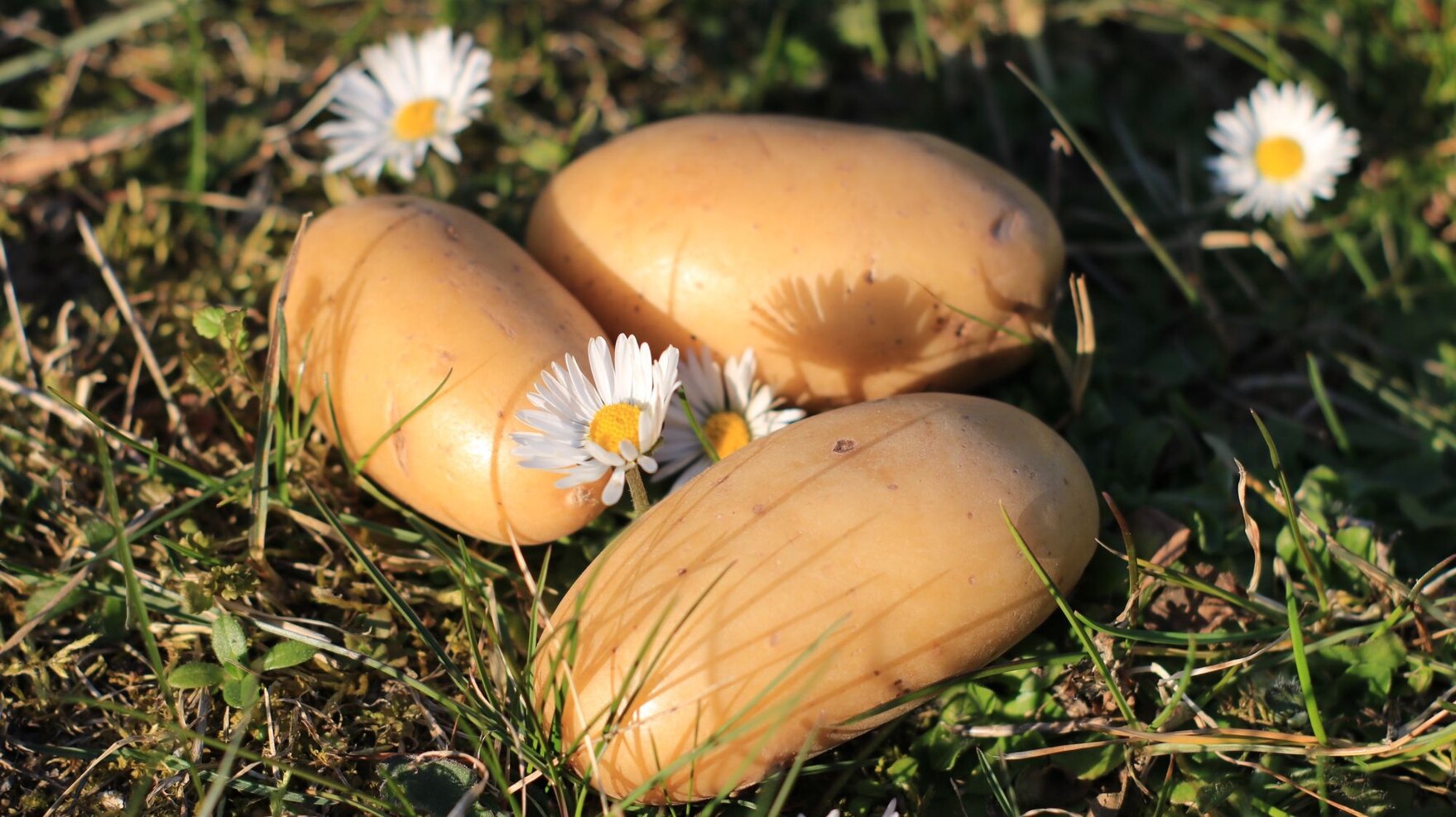 Kartoffeln auf Wiese mit Gänseblümchen