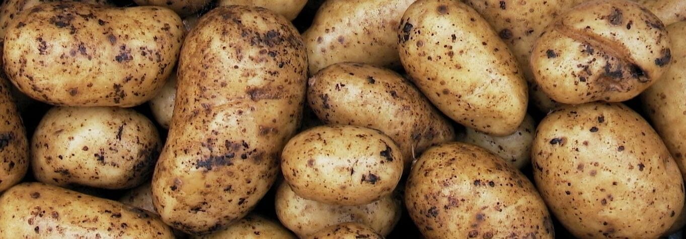Kartoffelknollen